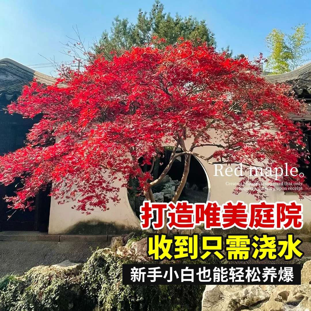 红枫树苗日本红舞姬盆景中国三季红美国红枫庭院别墅四季庭院栽种