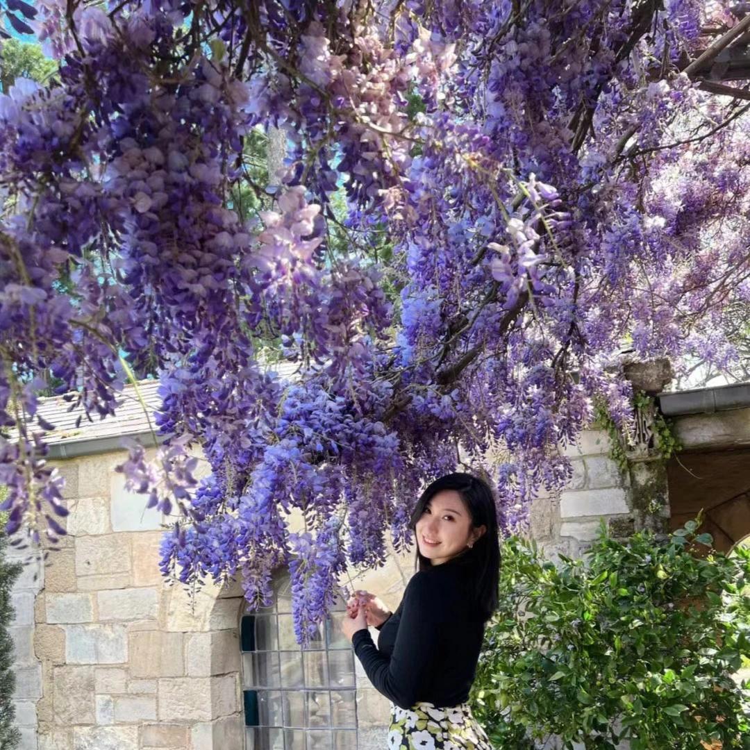 紫藤树苗爬藤植物阳台庭院夏季春季紫色栽培长穗花卉盆栽室外耐寒