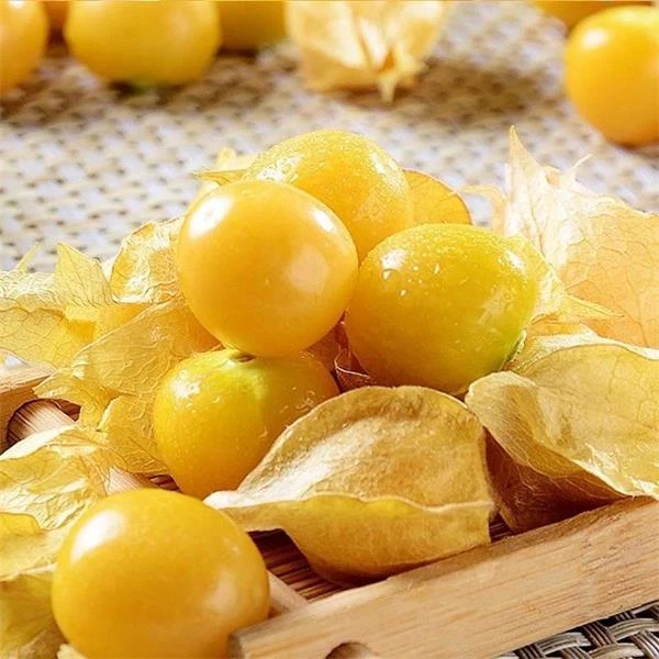【顺丰包邮】东北菇娘果姑娘精品果灯笼果应季现摘现发