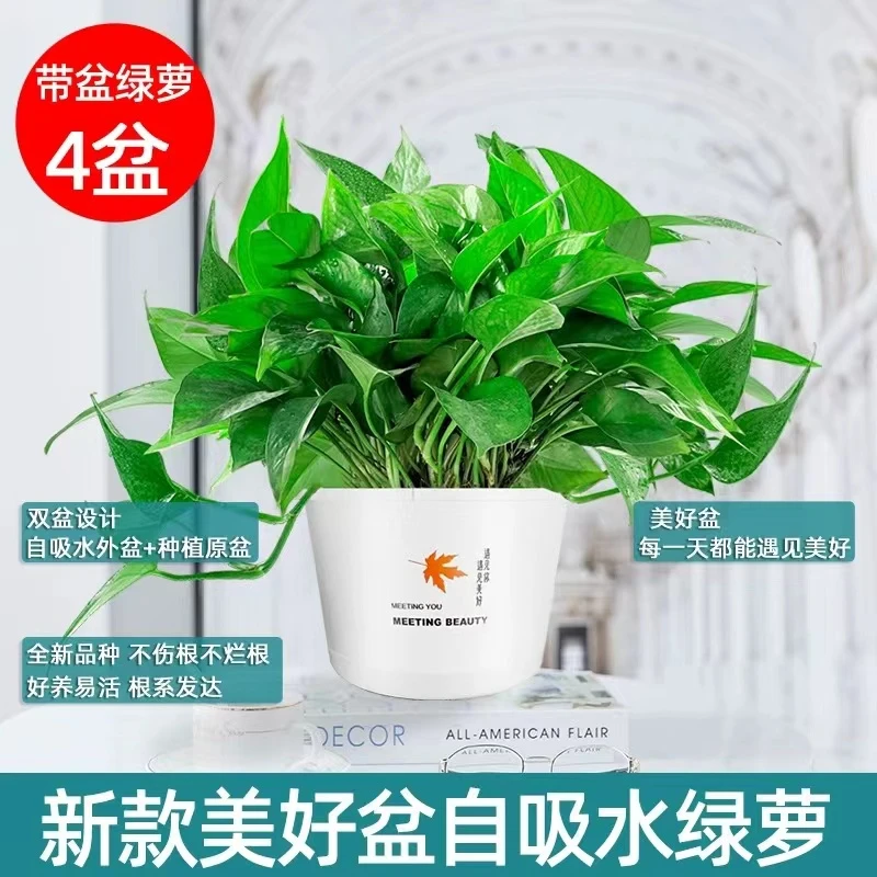 绿萝盆栽室内客厅桌面绿植好养易活可长长藤正常新房家用吸收甲醛
