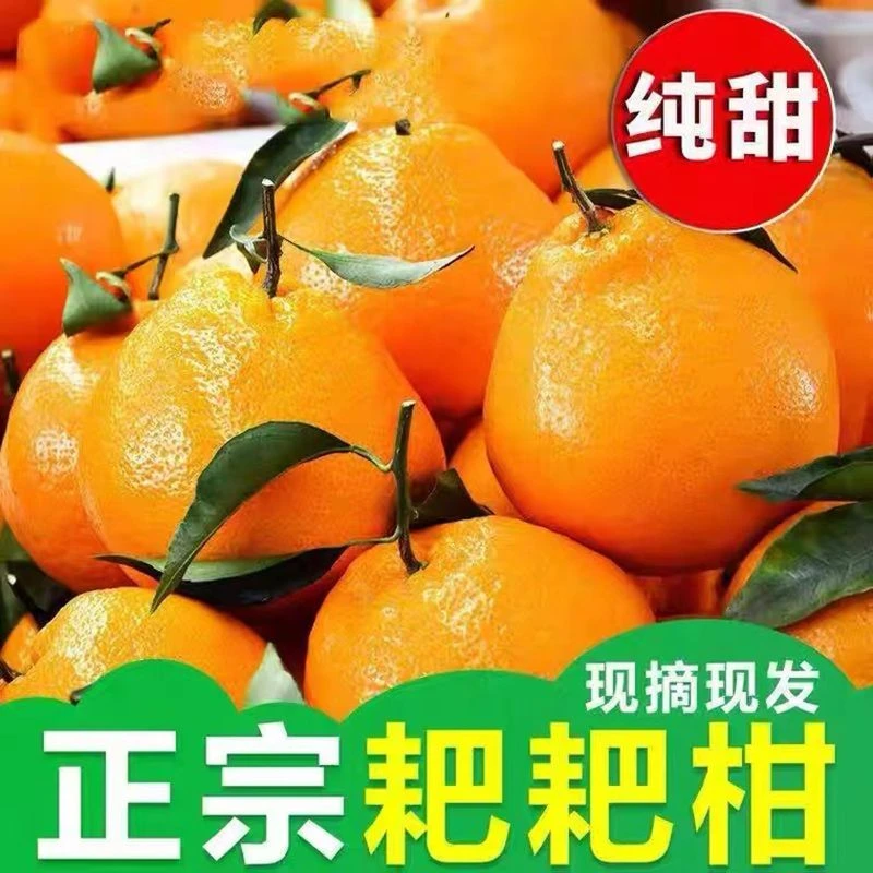 四川春见耙耙柑新鲜多汁香甜水果产地直发