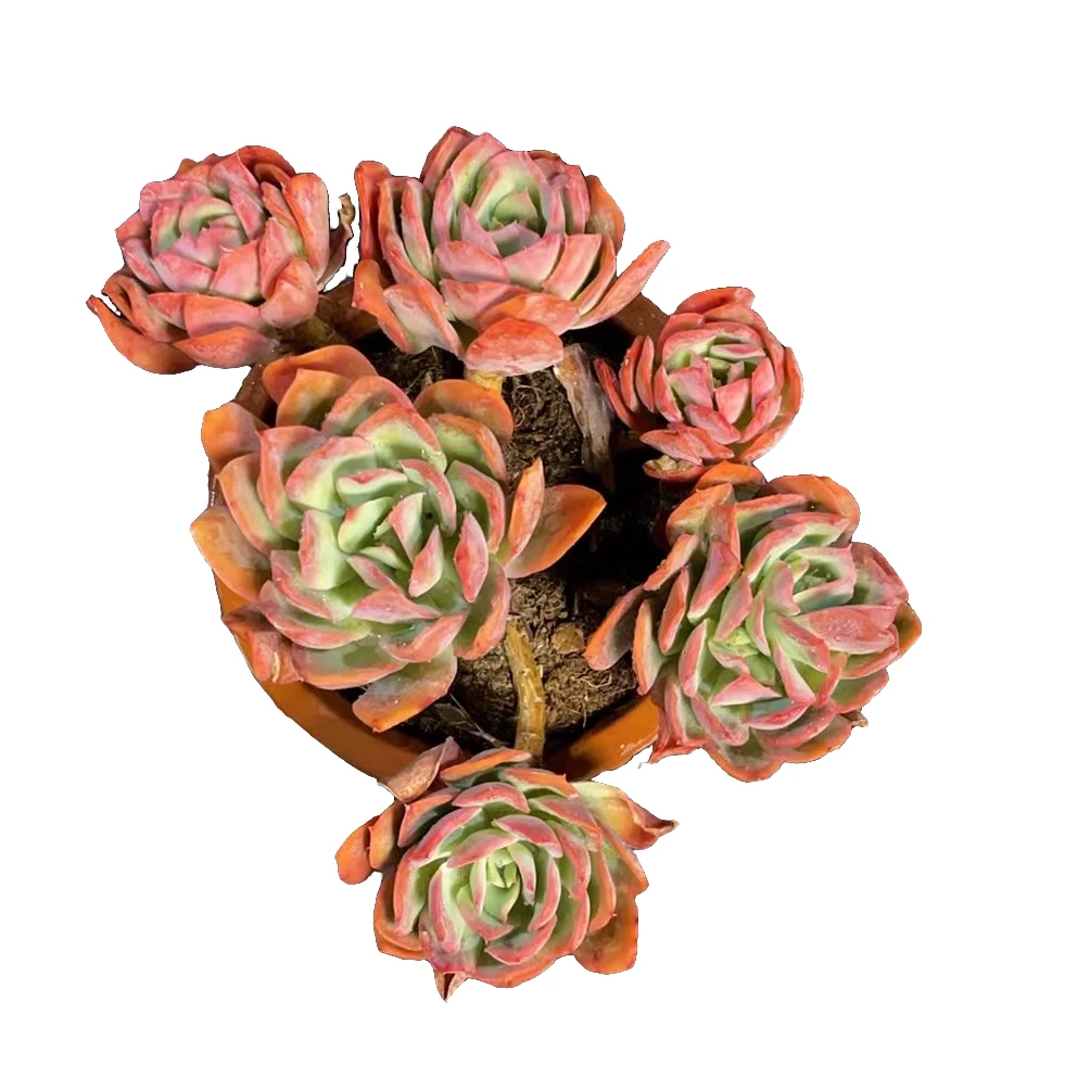 精品多肉【绮罗】新手家庭空气净化植物