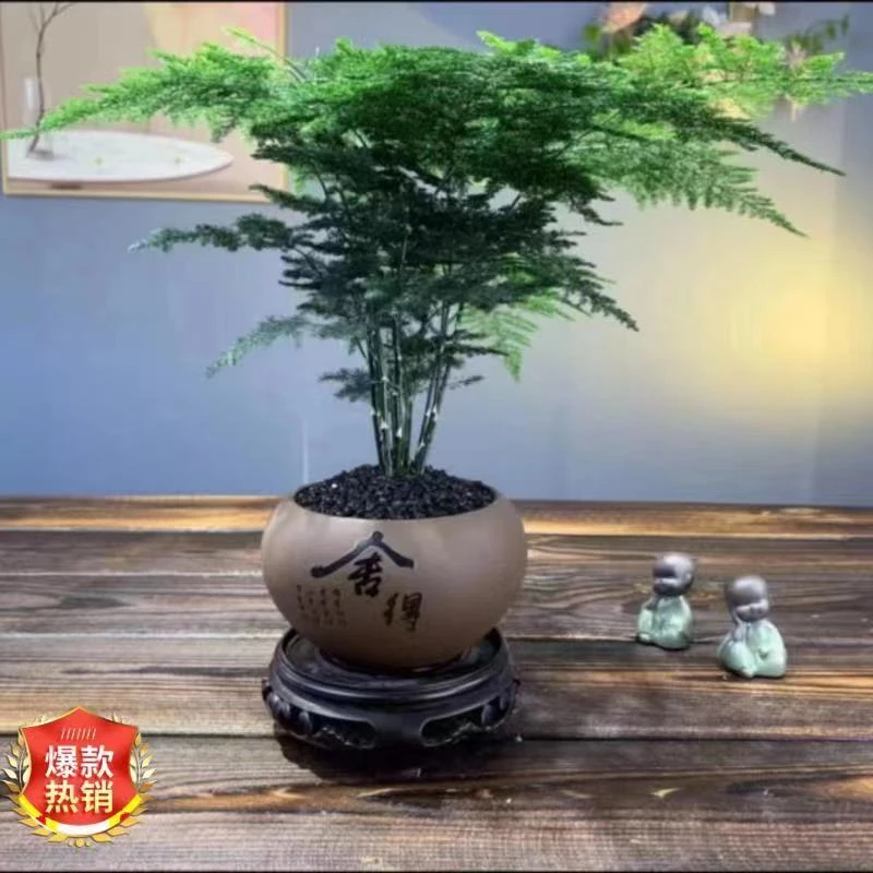 文竹盆栽植物室内中式禅意创意点缀自然美好优美翠绿简约