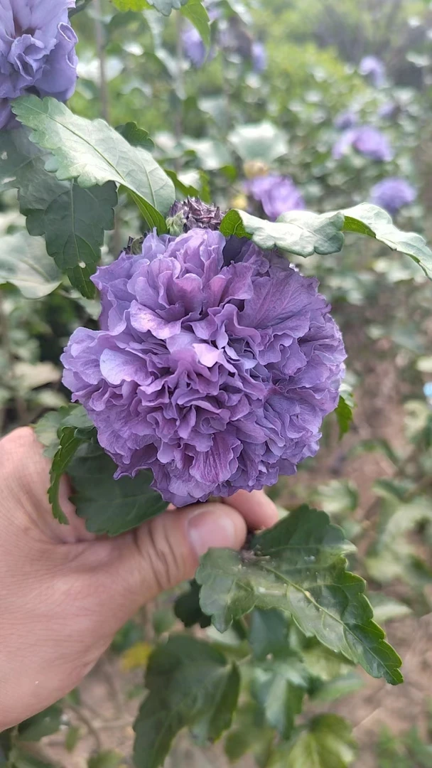 地栽原生木槿颜色鲜艳包邮打木架