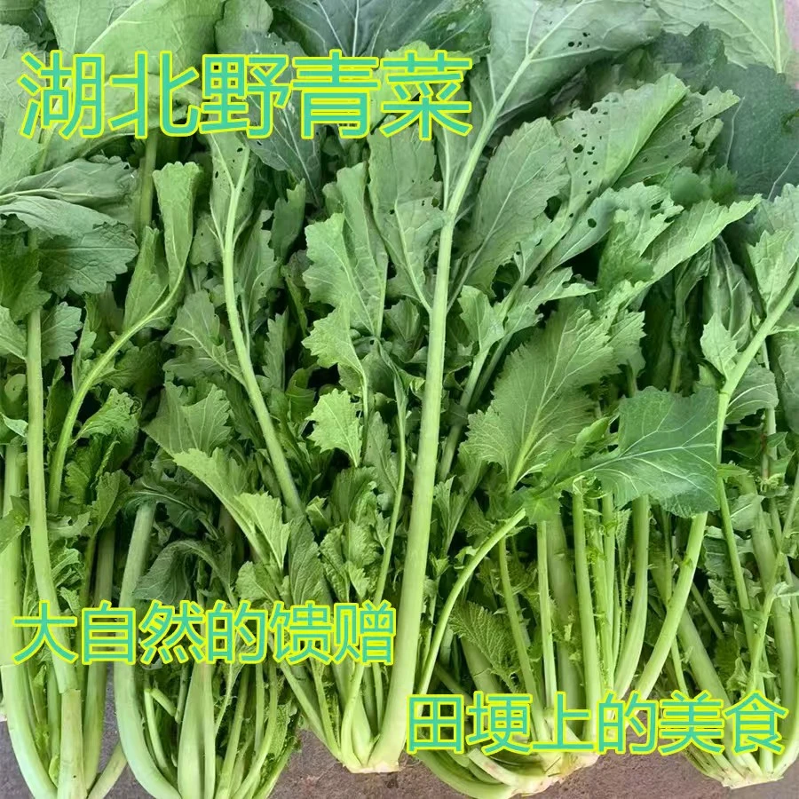 湖北露天田埂上的美食新鲜野青菜野冲菜野雪里红野芥菜野辣菜腊菜