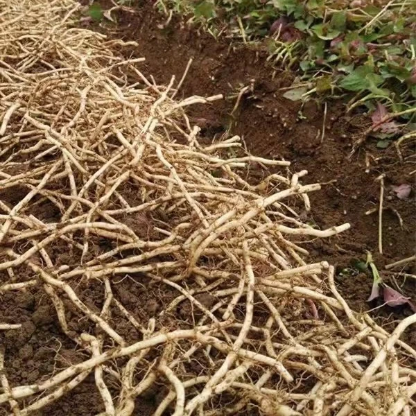 现挖新鲜带泥折耳根鱼腥草新鲜嫩根凉拌蔬菜侧耳根节节根产地直发