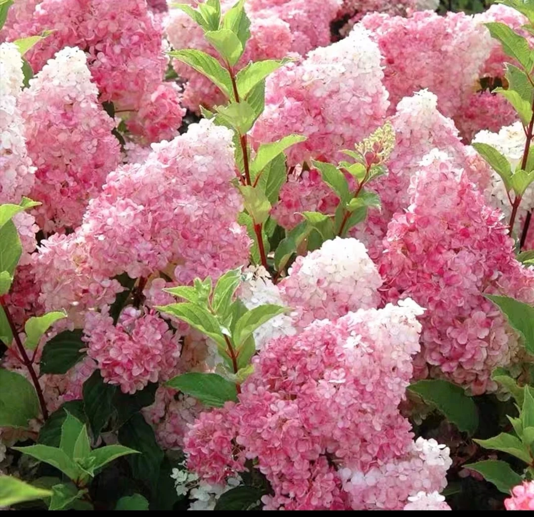 五加仑/香草草莓/耐热耐寒/老桩原盆原土发货