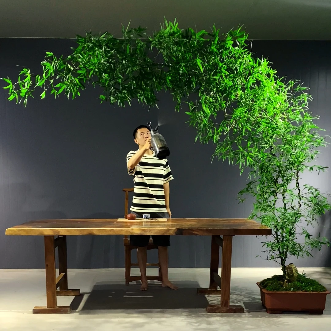 高货怪桩定制小叶勒竹高档盆景置身竹林意境茶室好养易活美观耐阴