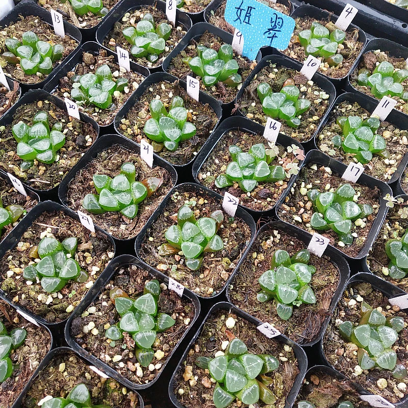 姬翠寿   优选十二卷多肉植物一物一拍原盆原土发货6月25号更新