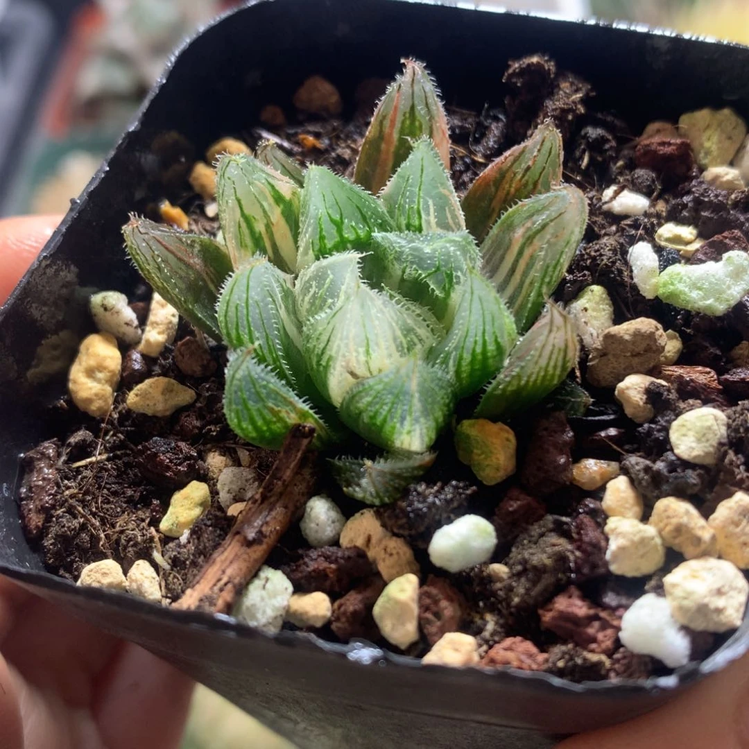 毛玉露锦，带盆发货