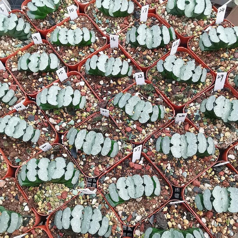 鬼岩稻妻玉扇栽纹路清晰带盆土发品相佳根系好十二卷多肉植物
