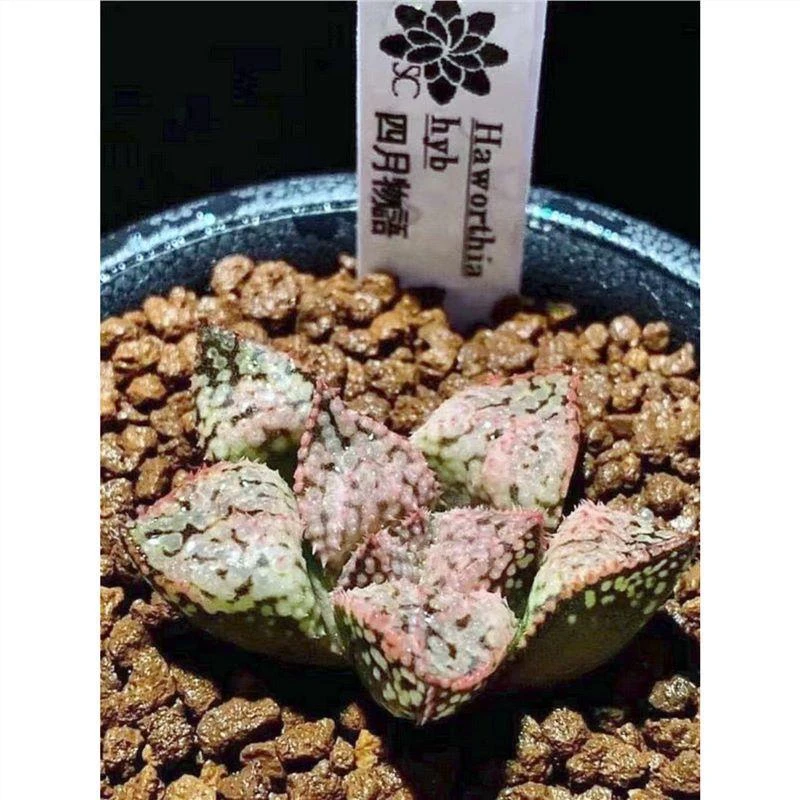 四月物语寿根系好品相佳带盆带土发货精品十二点多肉植物阳台盆栽