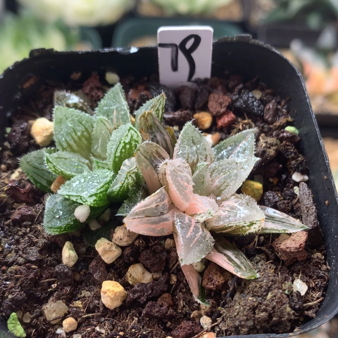 冰沙糖寿锦，带盆发货