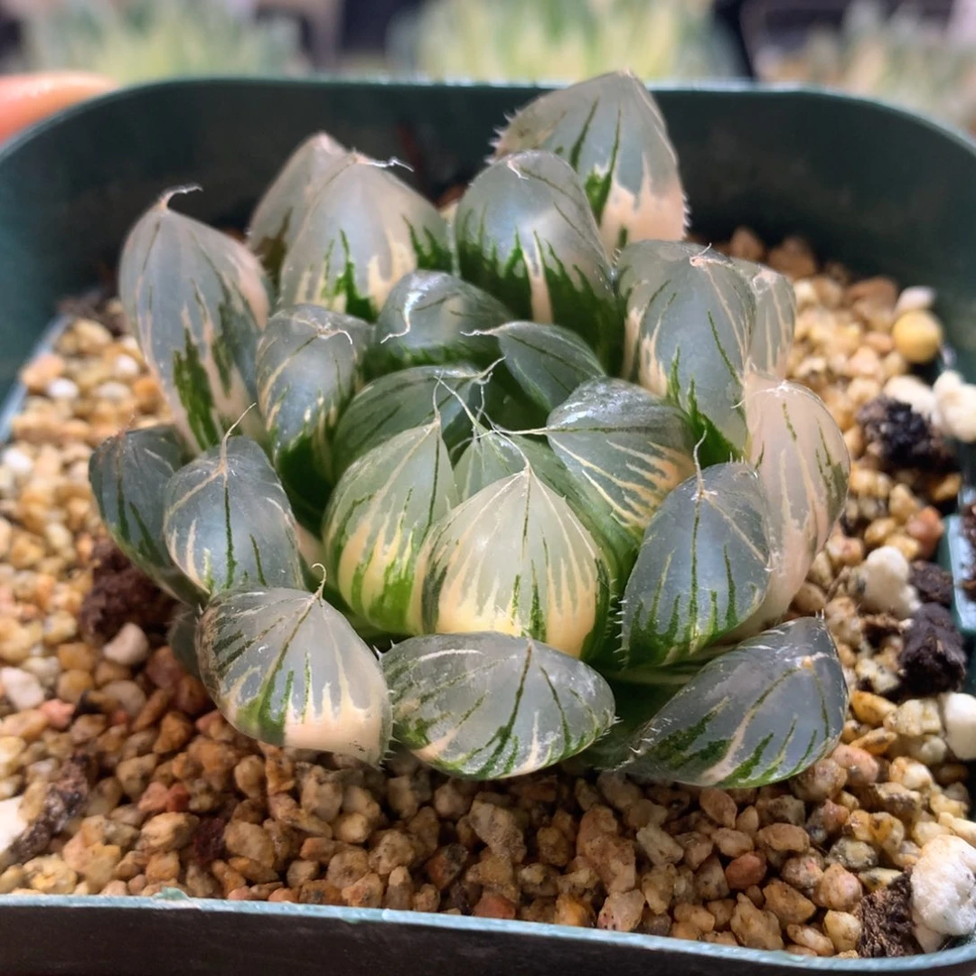 实生玉露锦，带盆发货