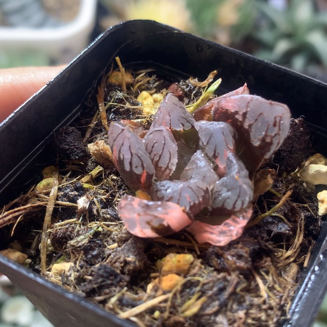 黑水晶玉露锦，带盆发货