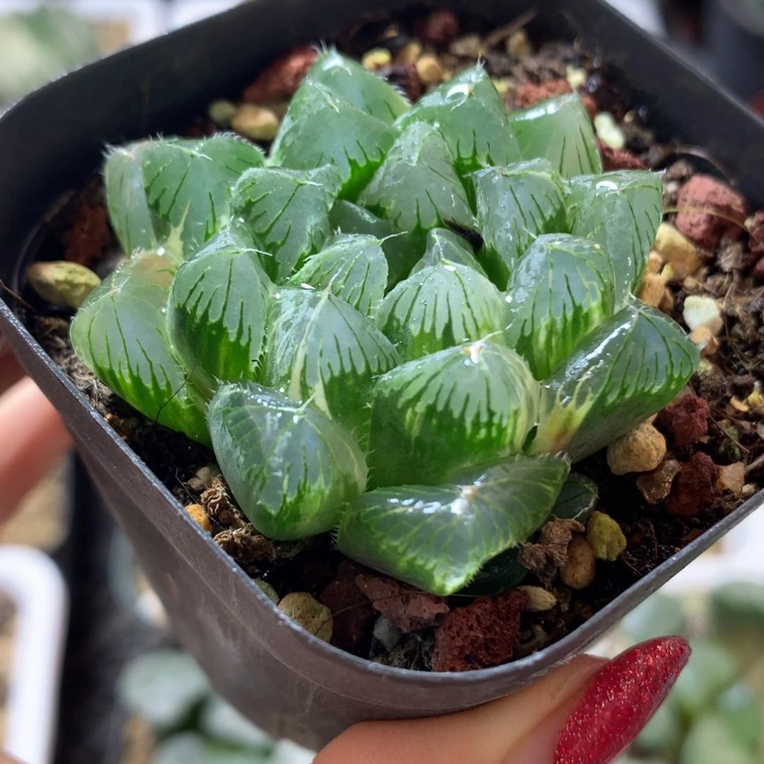 夏沫玉露锦，带盆发货