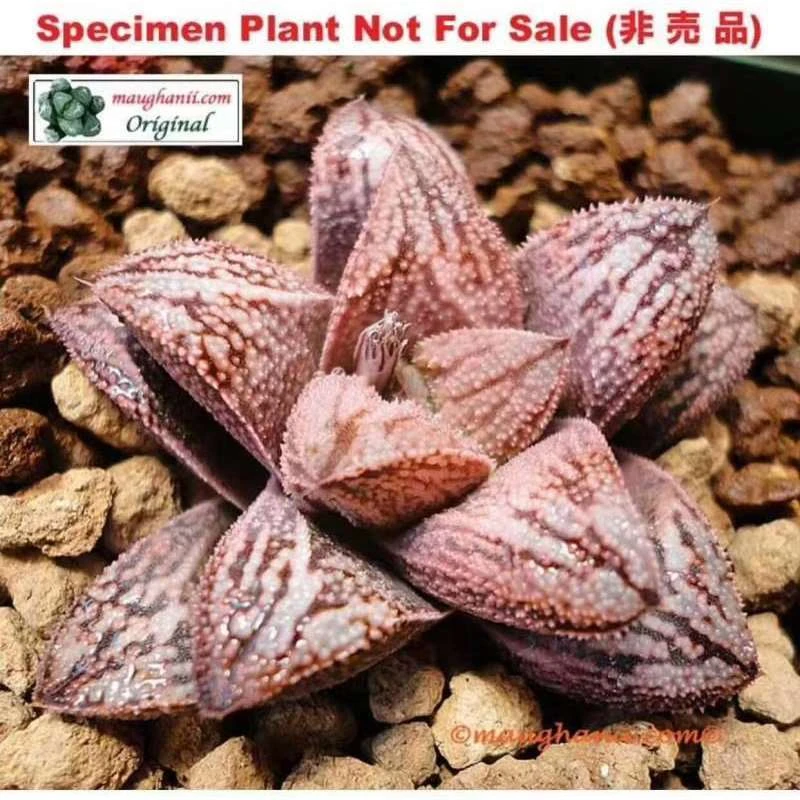 白蛇寿品相佳根系好带盆发货十二卷多肉植物品相佳办公室内小盆栽