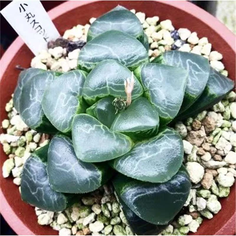 祥云寿大颗寿品相佳带盆发货十二卷多肉植物室内阳台办公室小盆栽