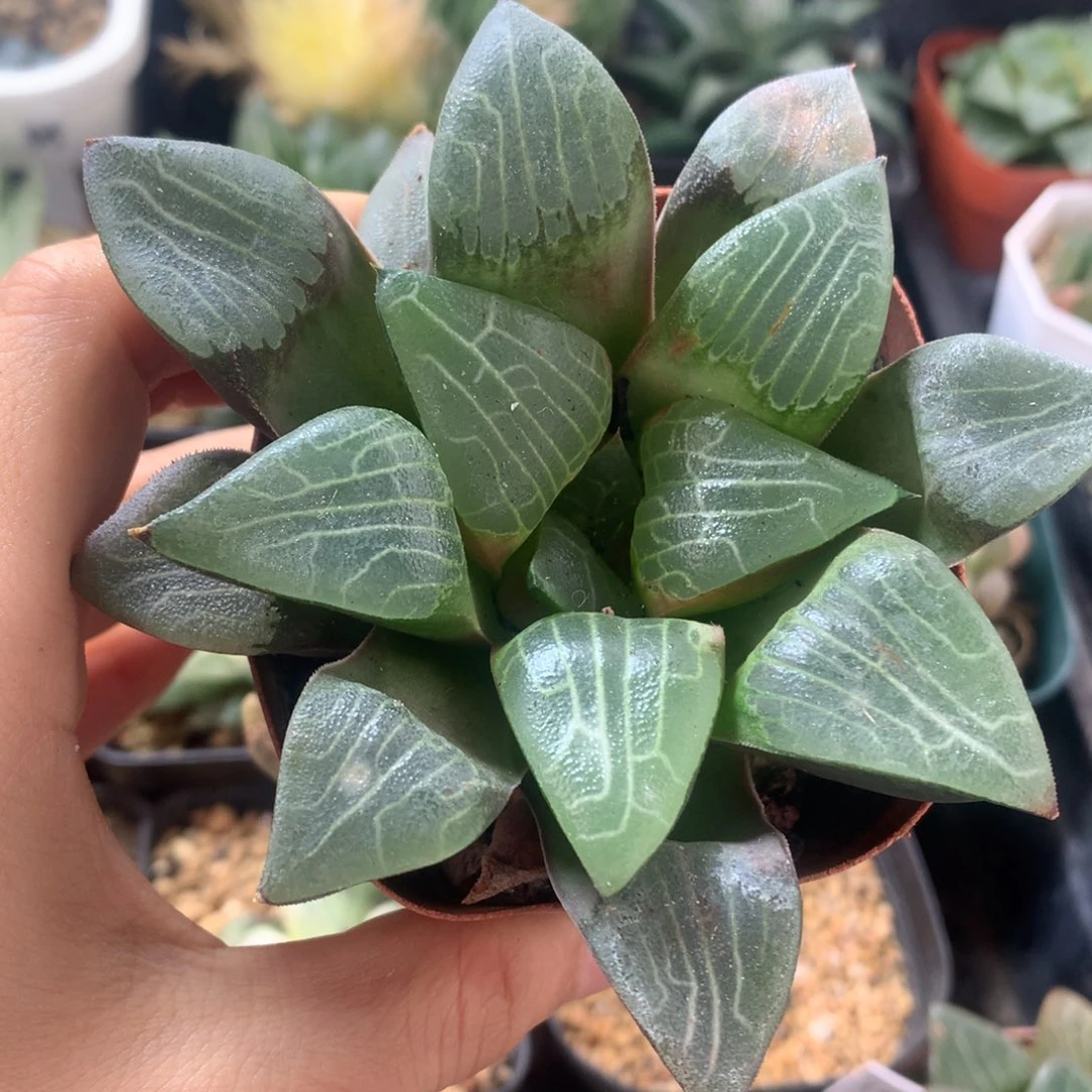 ?**?寿锦，带盆带土发货