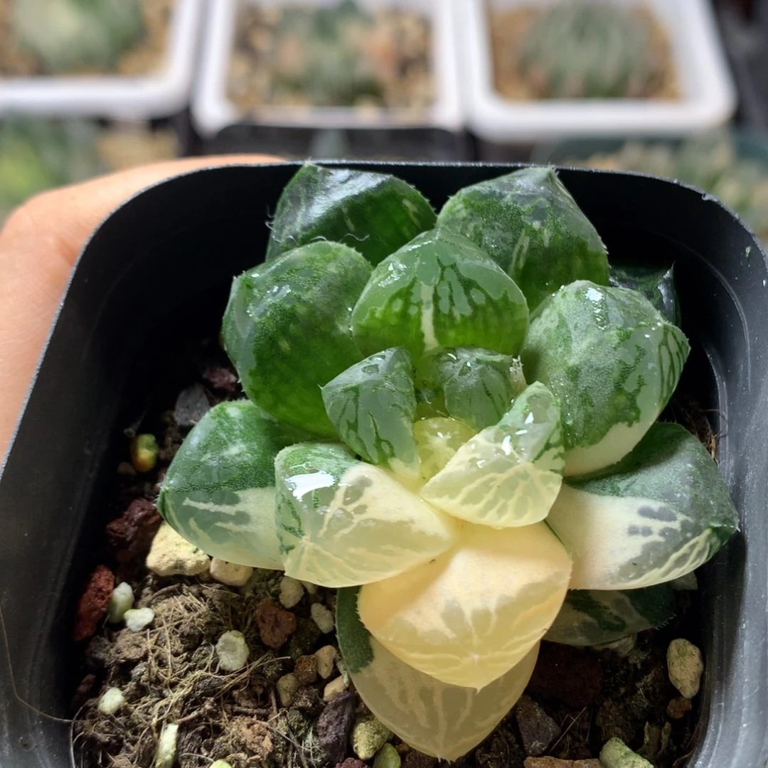 玉露锦,带盆发货