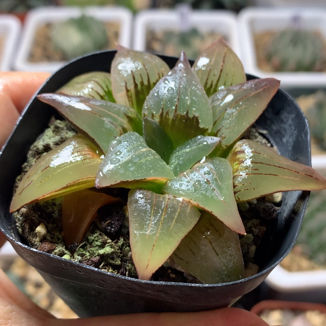 红纹寿丝锦，带盆发货