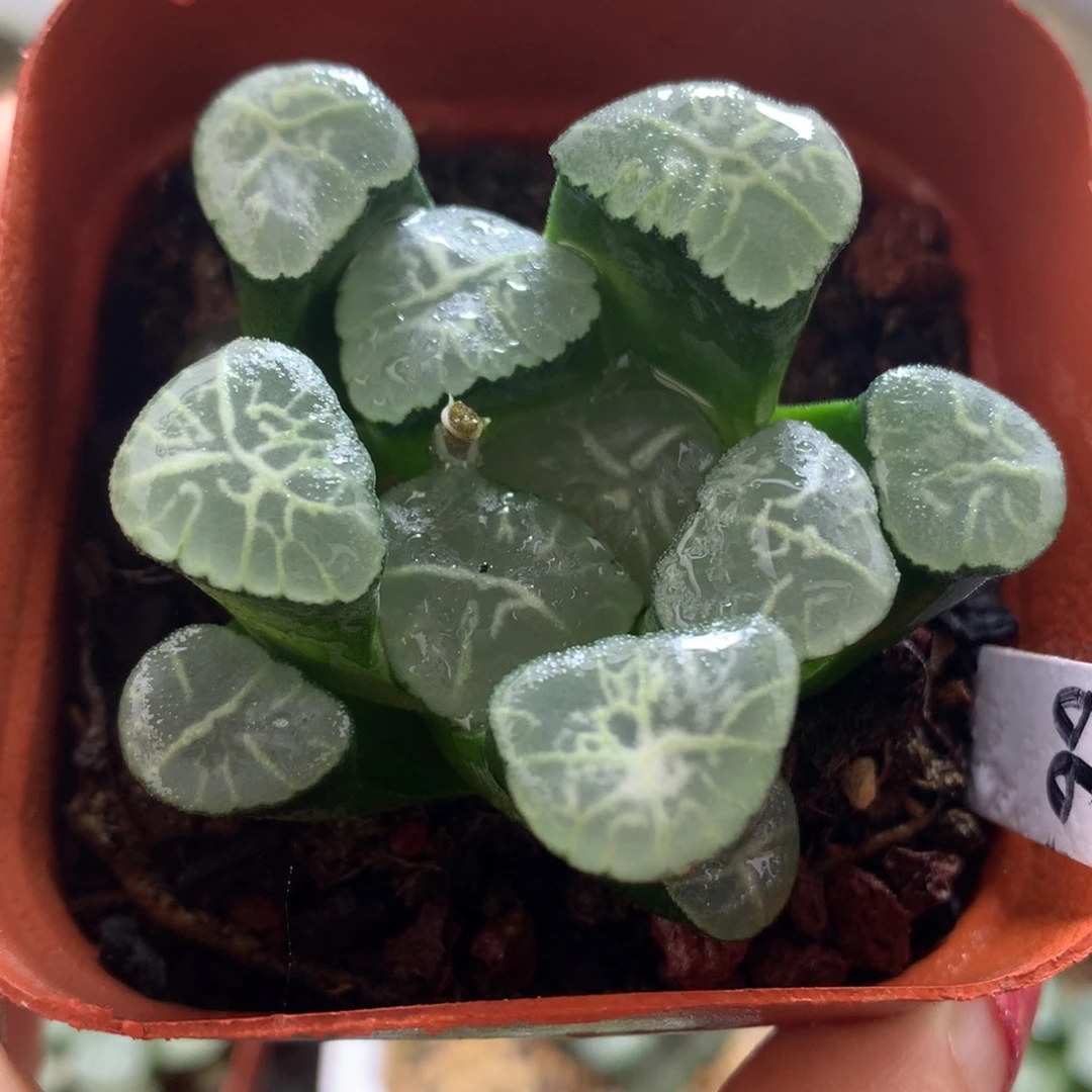 大吉万象，带盆发货