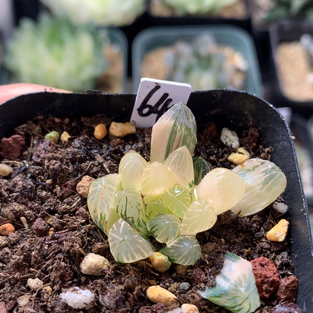 玉露锦，带盆发货