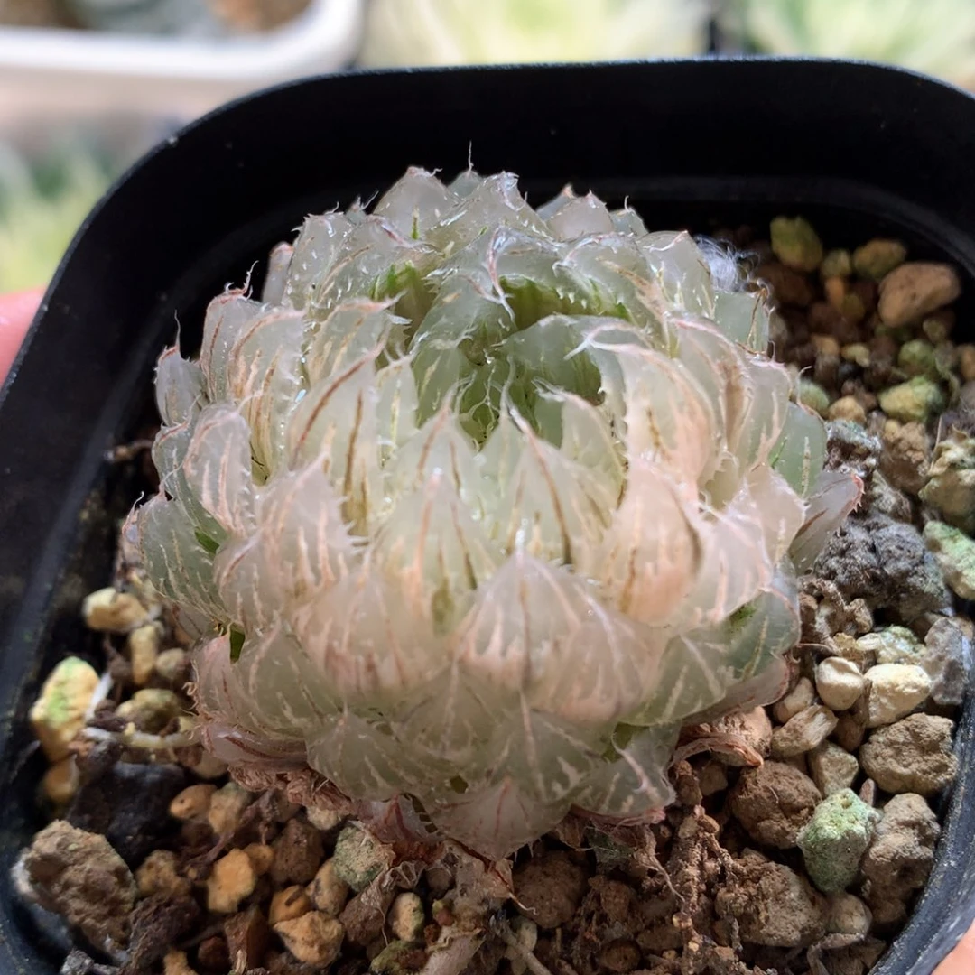 翠云玉露锦，带盆发货