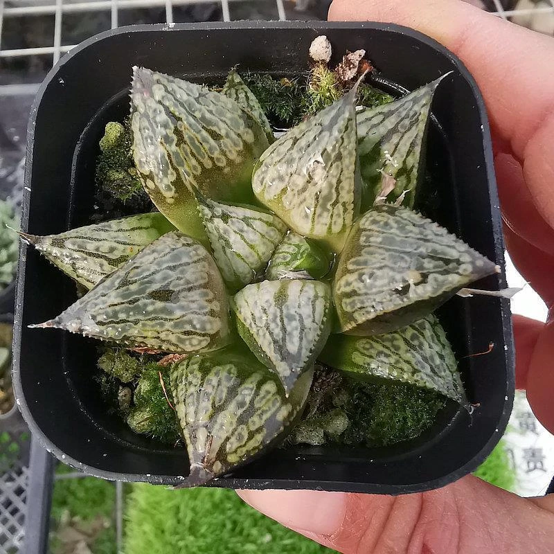 腾云寿窗面独特根系好品相佳株型周正带盆发货十二卷多肉盆栽绿植