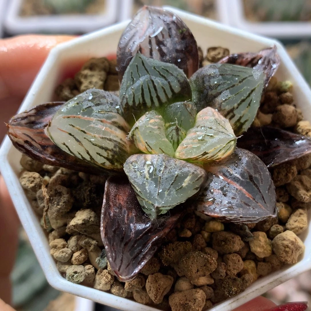 玉潭寿锦，带盆发货