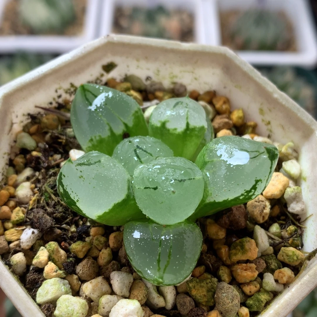 虞美人，带盆发货