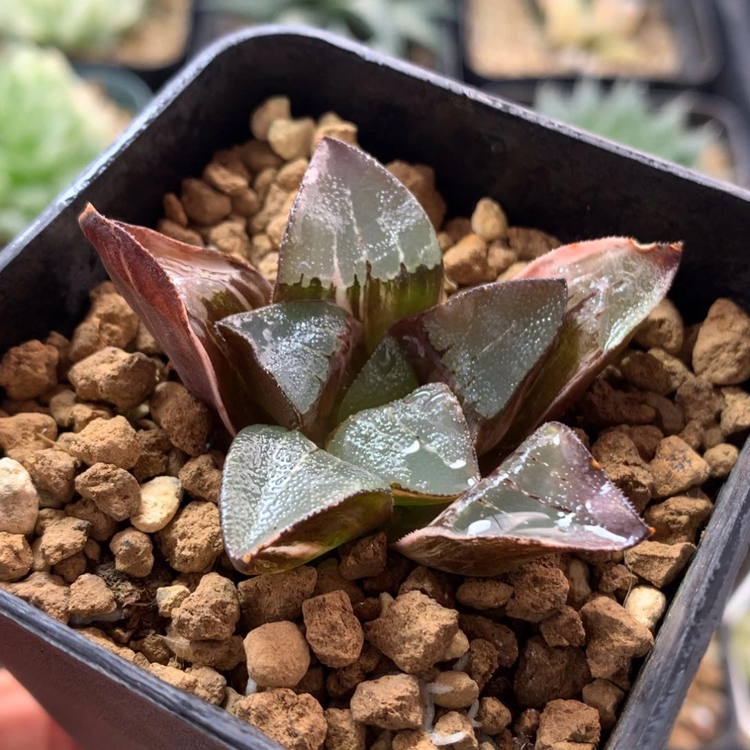 克锦，带盆土发货