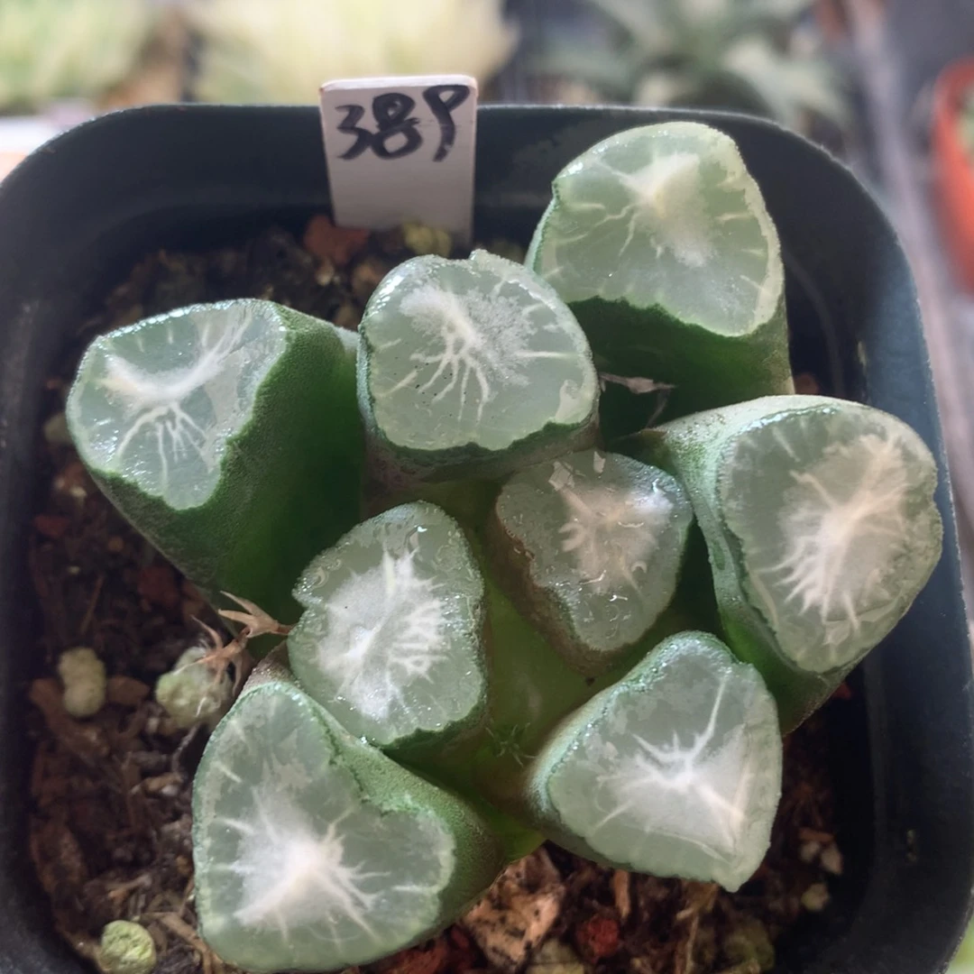 山之翠万象，带盆发货