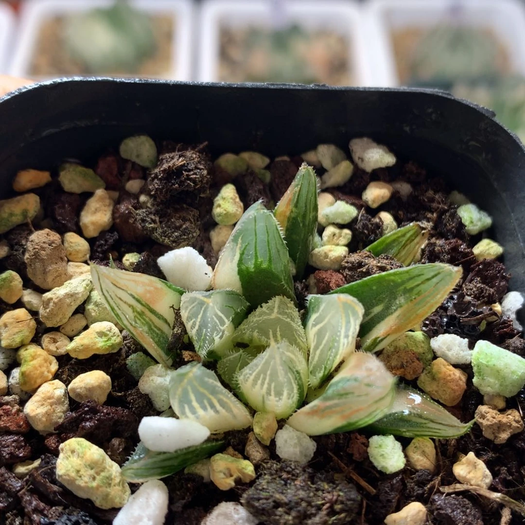 毛玉露锦，带盆发货