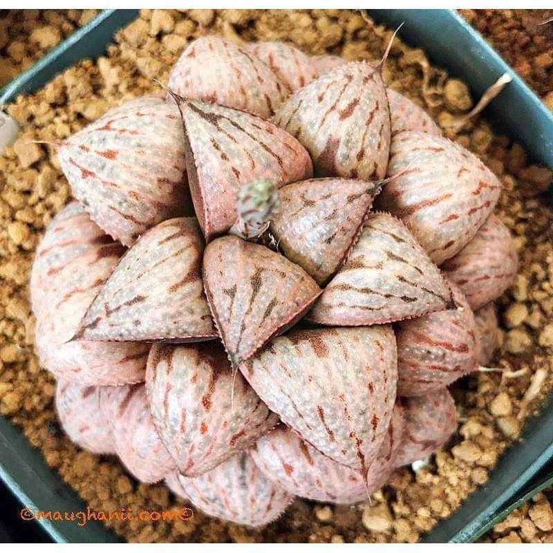 彗星寿窗面独特带盆发货品相佳根系好十二卷多肉办公室阳台植物