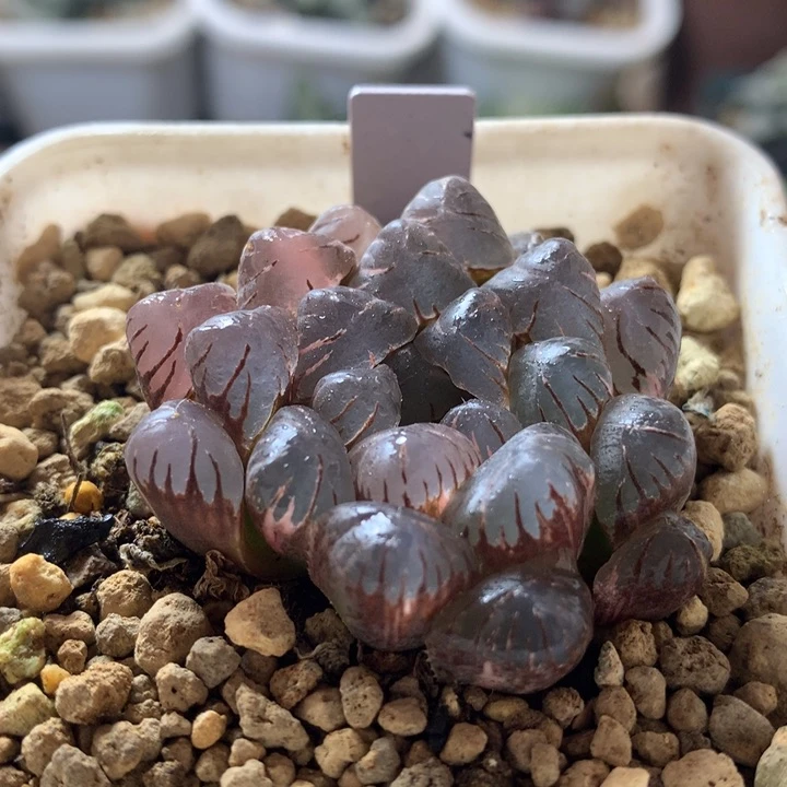 潘灯玉露锦，带盆发货