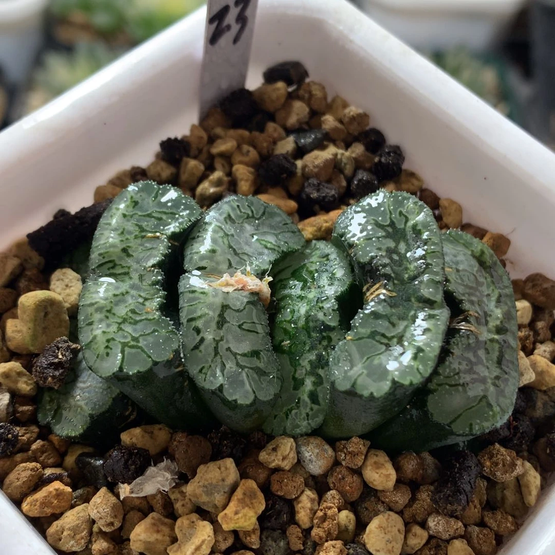 实生玉扇，带盆发货