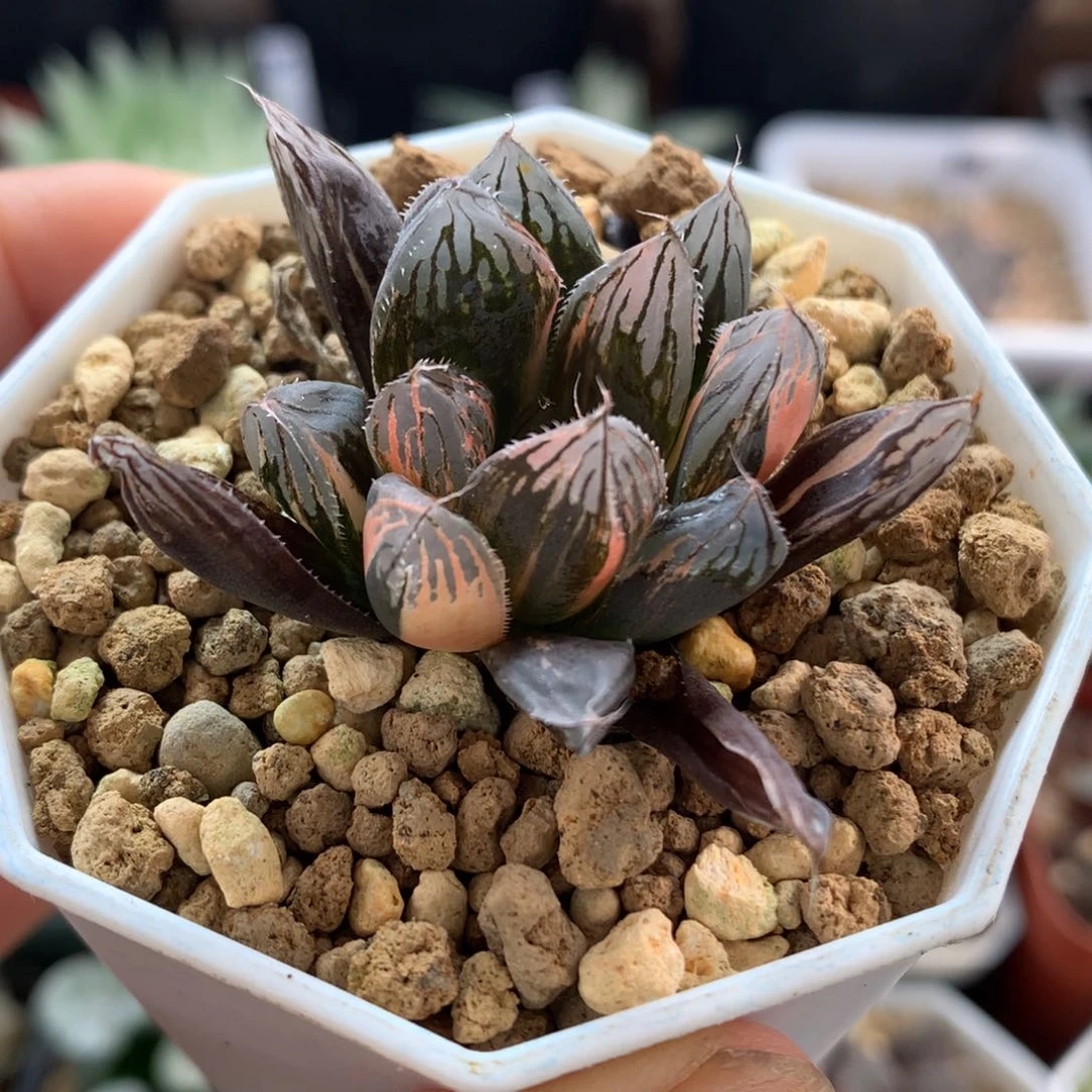 胭脂玉露锦，带盆发货