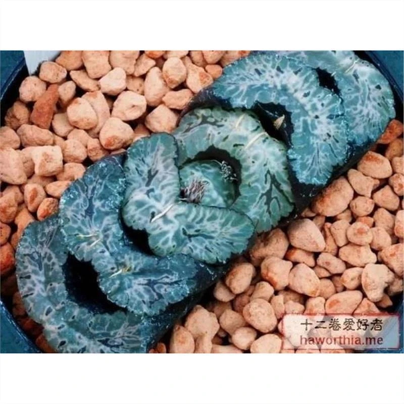 北斋玉扇大颗7cm多母本窗面纹路清晰带盆带土发货十二卷多肉植物