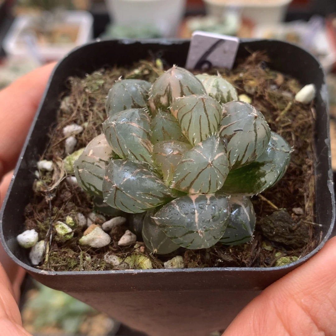 【闪购商品】红陶171cm(含)-200cm(含)