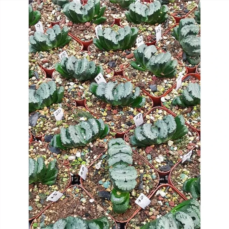 绿蝴蝶玉扇栽纹路清晰带盆土发株型相佳根系好十二卷多肉植物