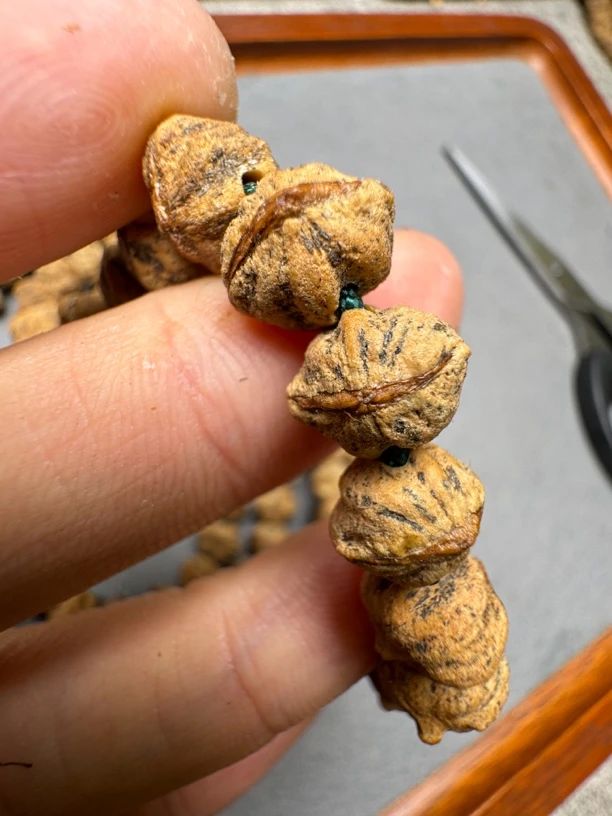 西藏热振寺百香籽红芽小金豆红皮铁籽规整王,皮质无敌密度天花板