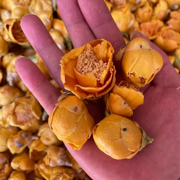 高山农家【金茶花】净重50/100克