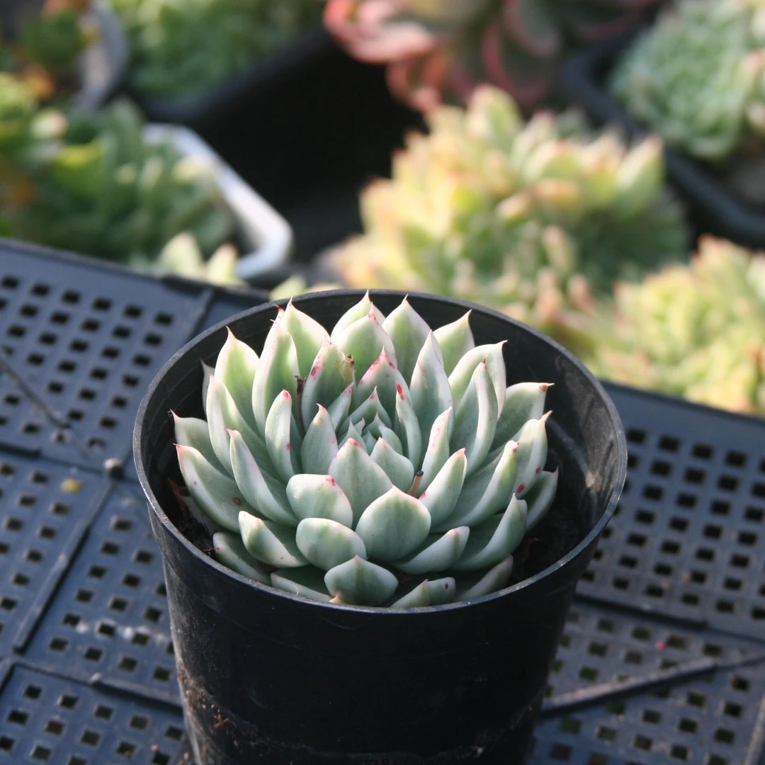 蝴蝶飞锦【新疆满28】多肉植物组合盆栽精控控养简单美丽美观特惠