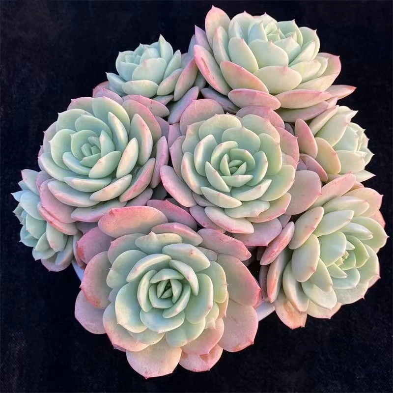 精品多肉植物稀缺恋曲贵货超大盆栽室内阳台肉肉组合基地批发