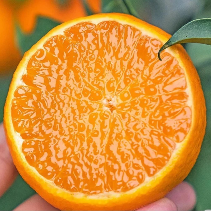 四川爱媛38号果冻橙核心产区现摘现发新鲜多汁