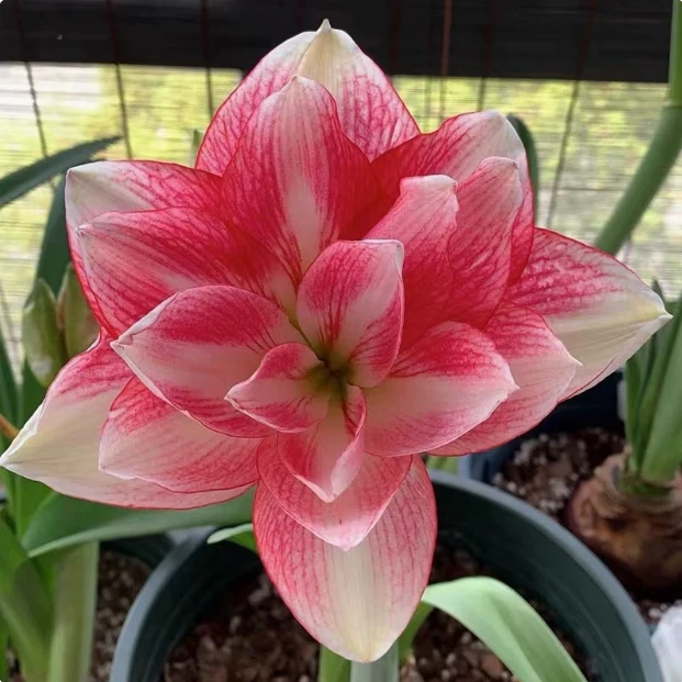 福利澳朱【选美皇后】朱顶红种球自然球阳台盆栽多年生球根花卉