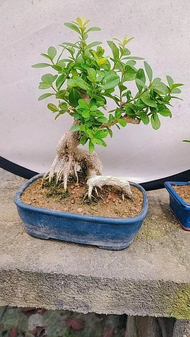 黄杨精品盆景，盆景四大家之一，木中君子，阳台，茶台，办公桌摆件