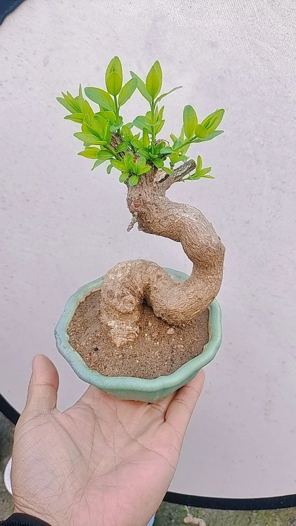 卫矛掌上盆景，茶台 办公桌 阳台 摆件