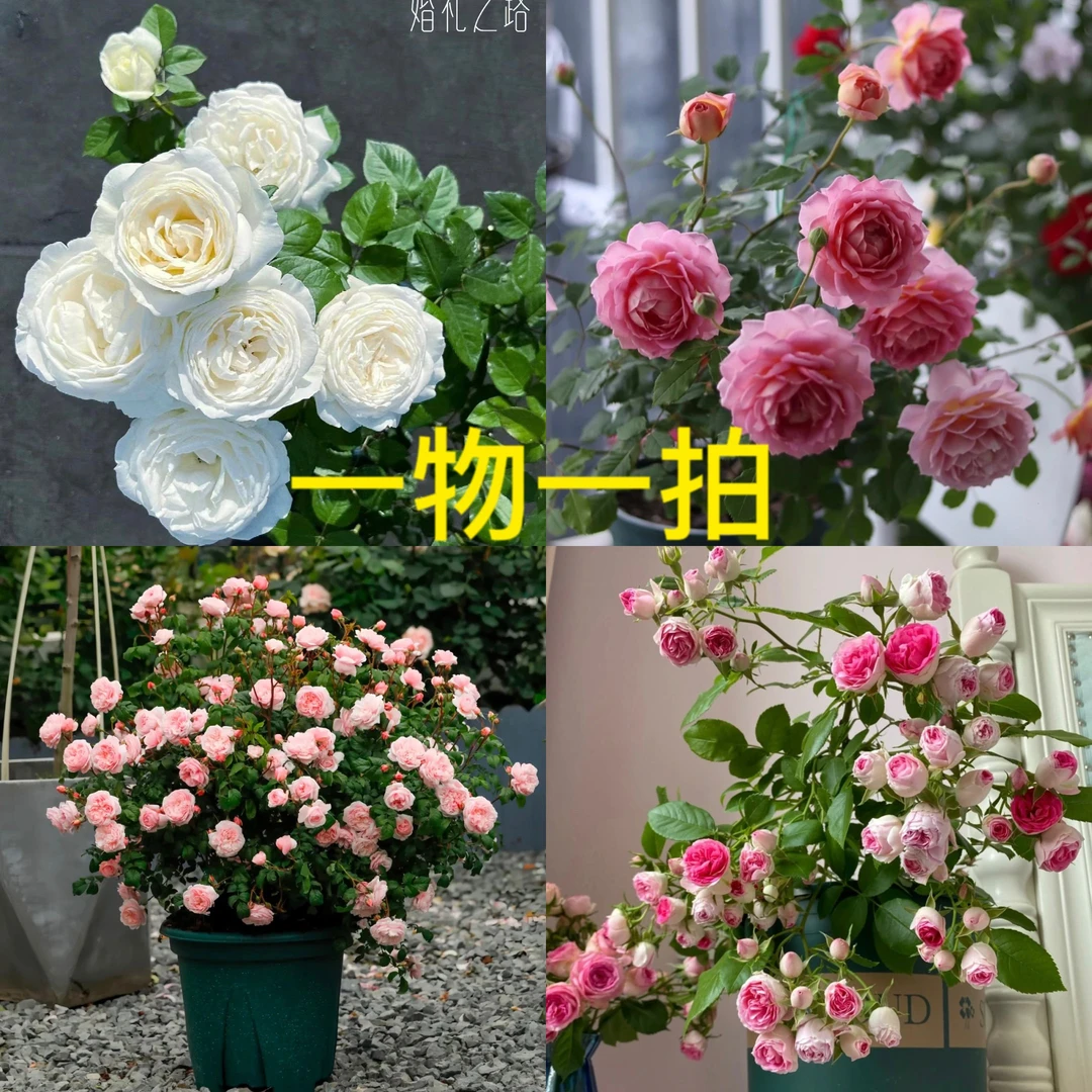 【一物一拍链接】 独棵扦插月季 四季开花 基地直发 原盆原土